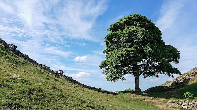 Sycamore Gap